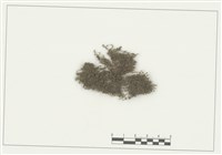 藏品(三裂鞭蘚)的圖片